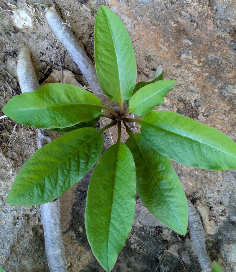 Euphorbia denisiana photo 4