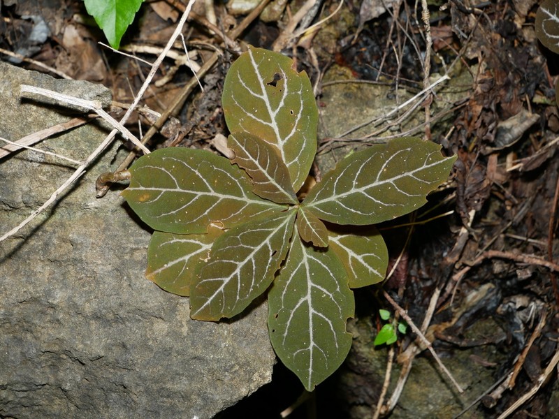 Euphorbia denisiana photo 7