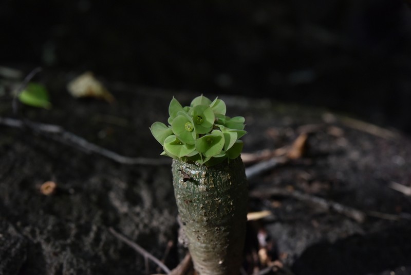 Euphorbia denisiana photo 8