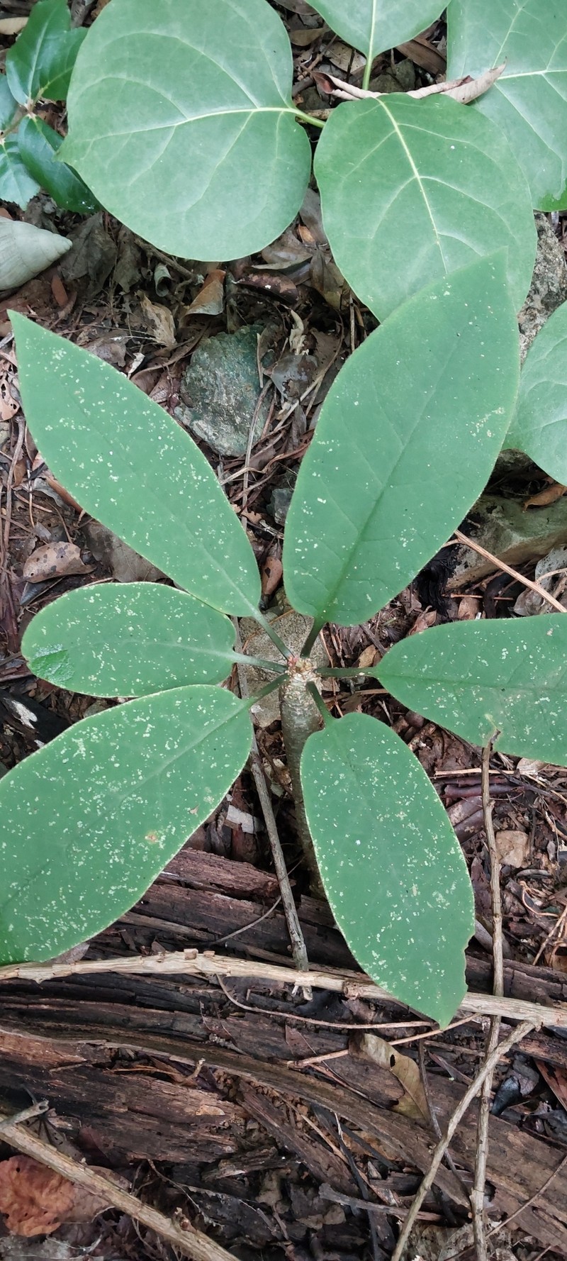 Euphorbia denisiana var. ankarensis