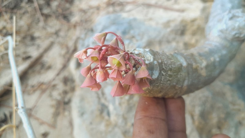 Euphorbia denisiana var. ankarensis photo 2