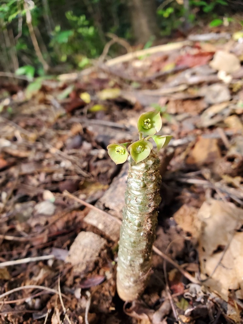 Euphorbia denisiana var. ankarensis photo 3