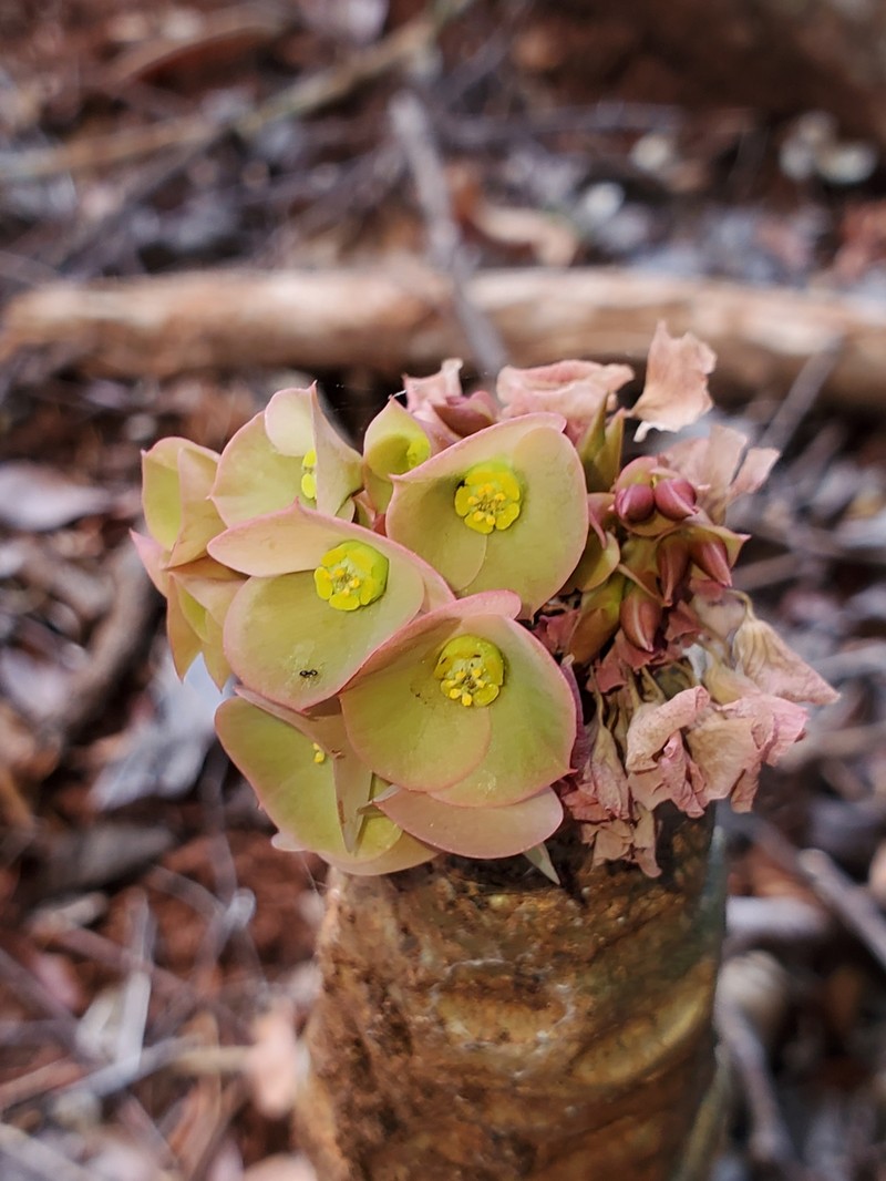 Euphorbia denisiana var. ankarensis photo 4