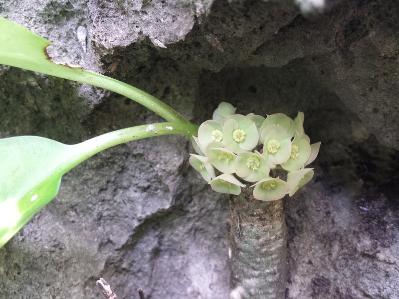 Euphorbia denisiana var. ankarensis photo 7