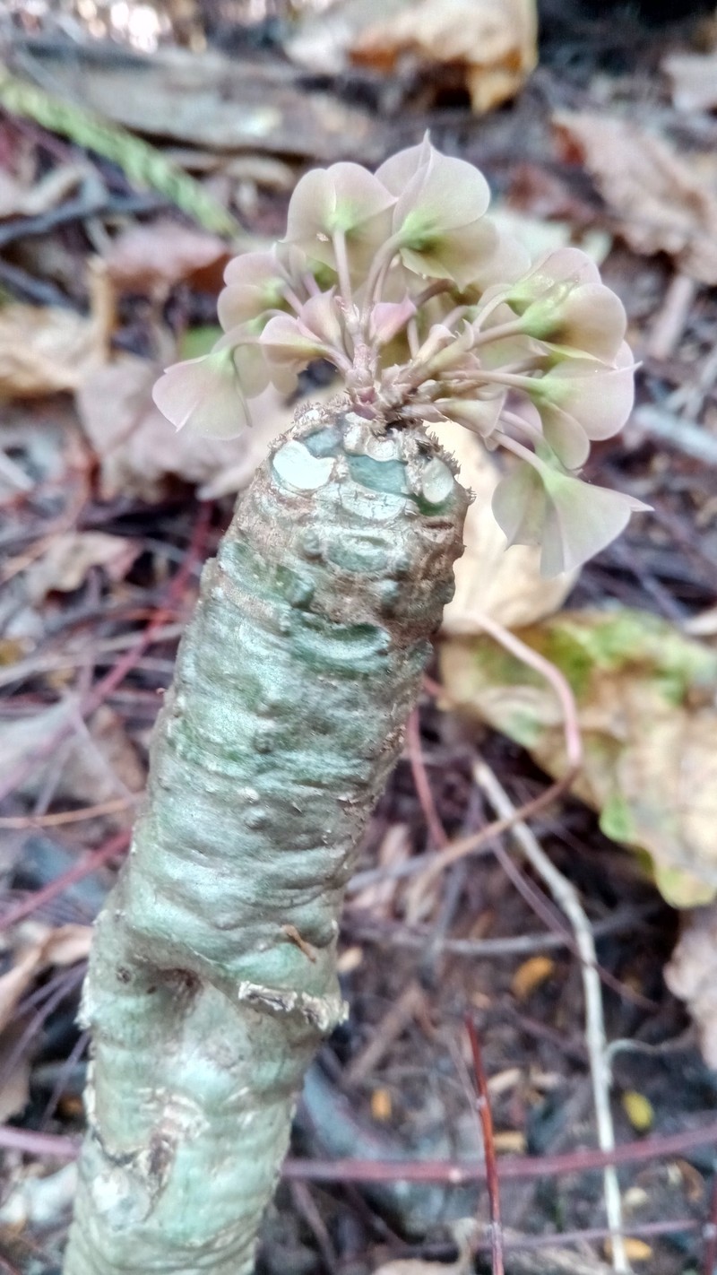 Euphorbia denisiana var. ankarensis photo 8