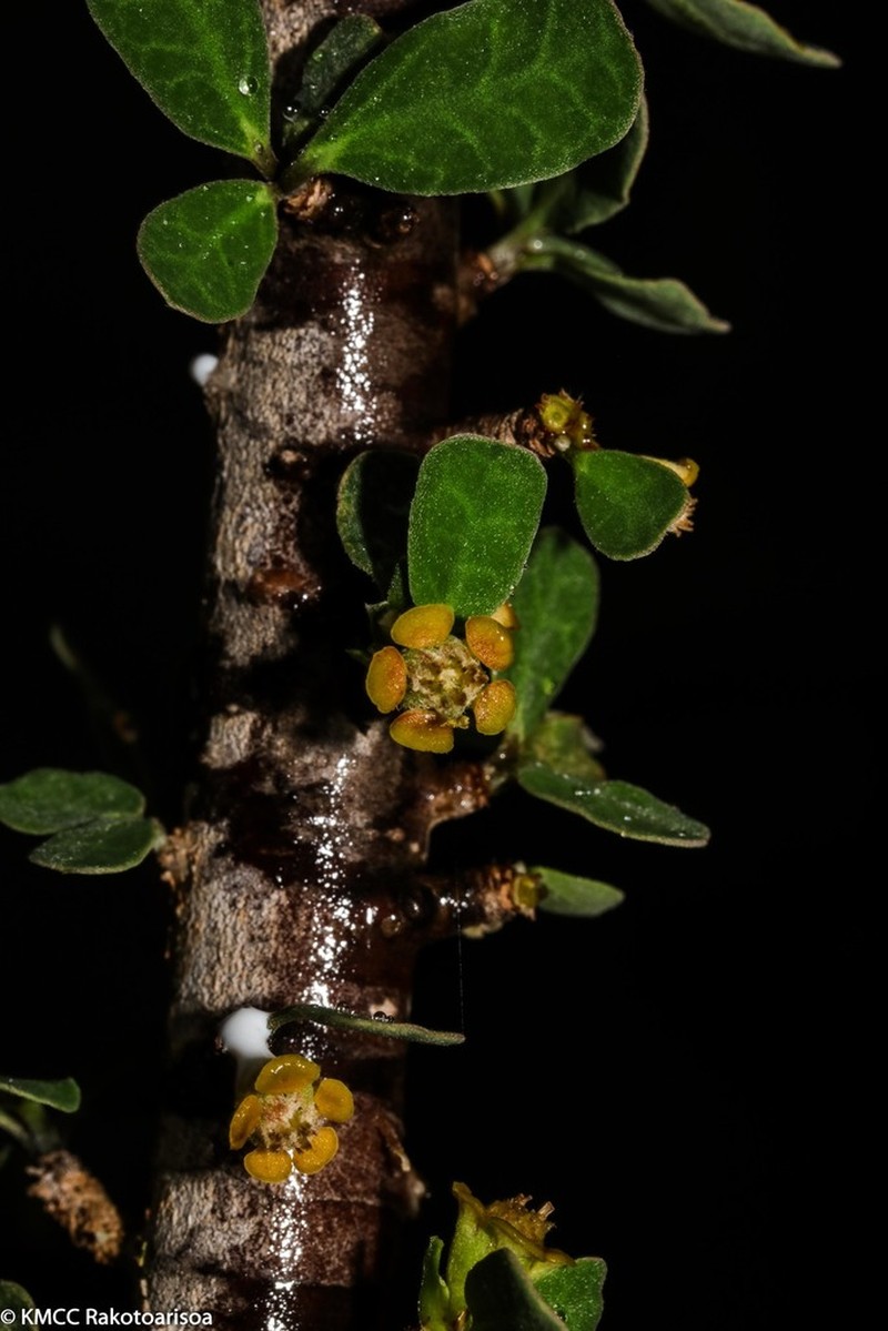 Euphorbia denisii photo 3