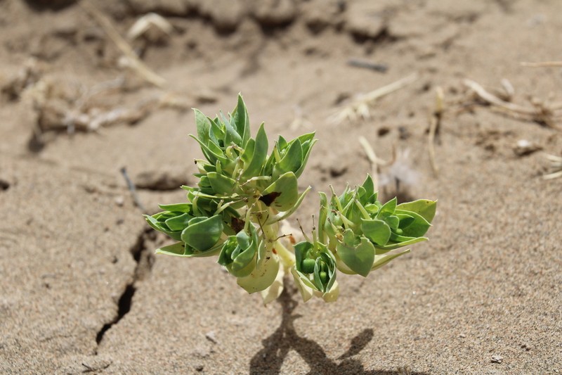 Euphorbia densa