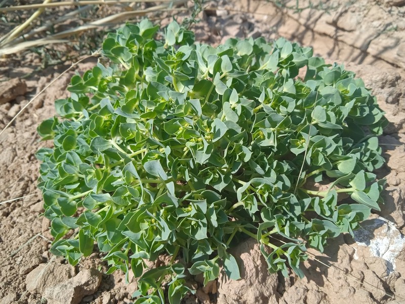 Euphorbia densa photo 2
