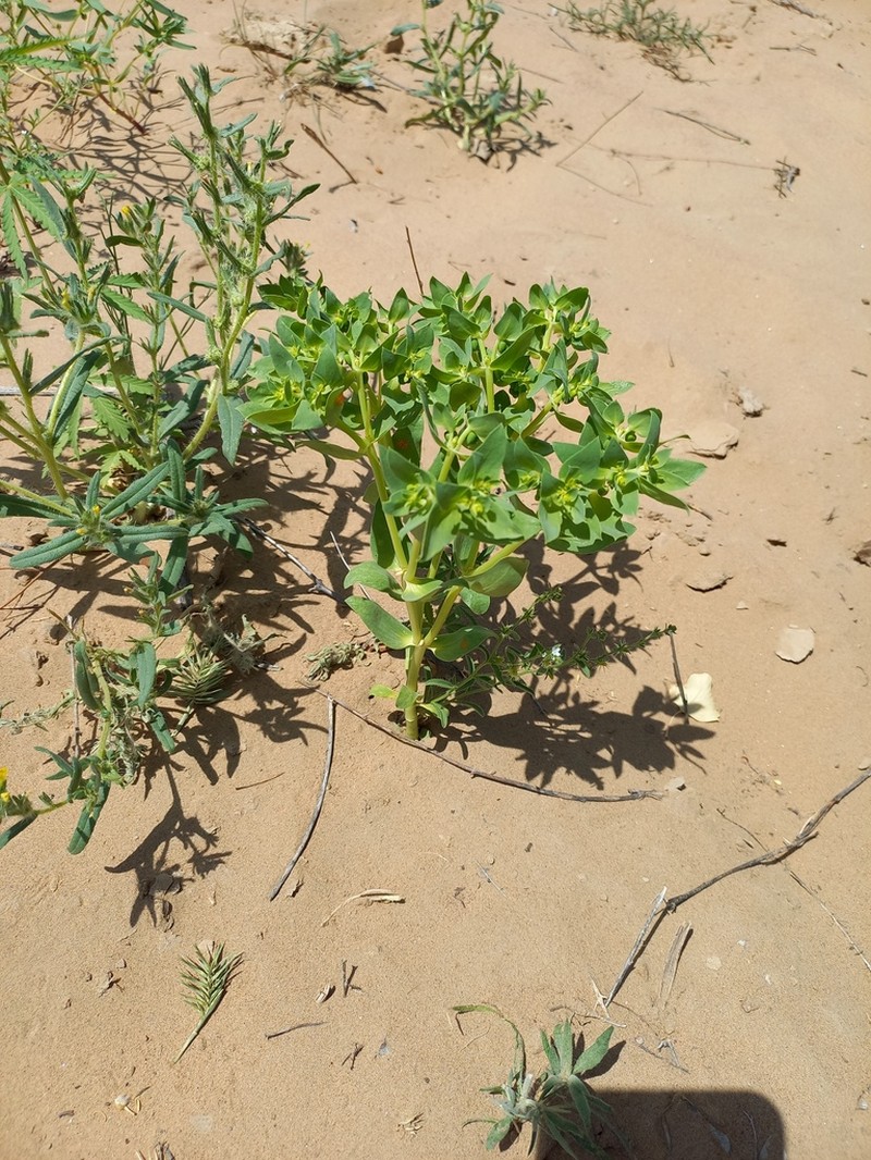 Euphorbia densa photo 3