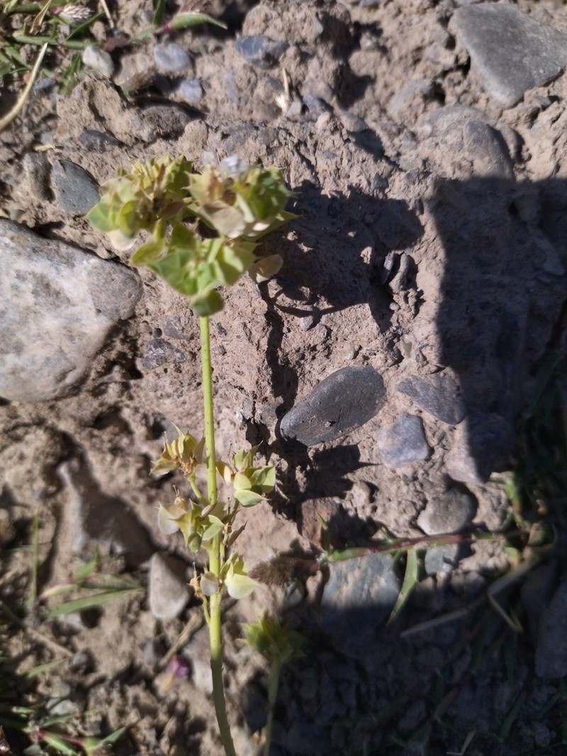 Euphorbia densa photo 4