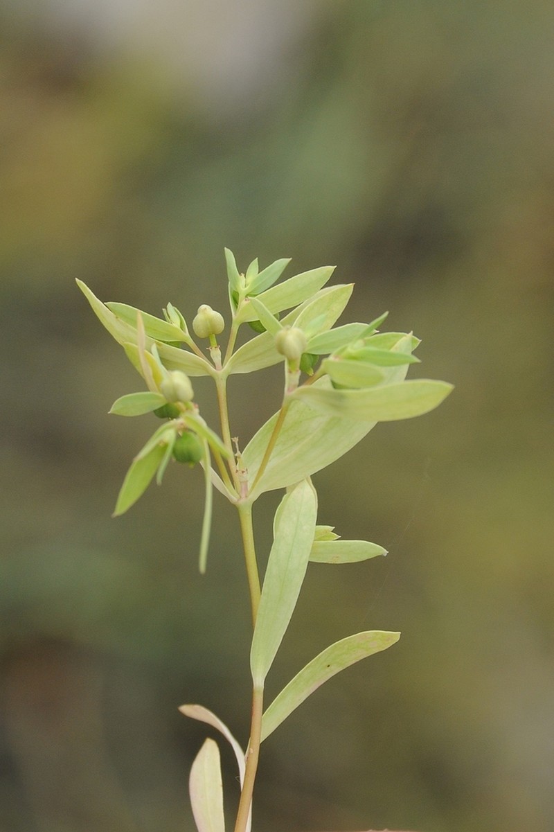 Euphorbia densa photo 5