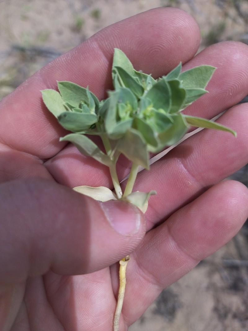 Euphorbia densa photo 6