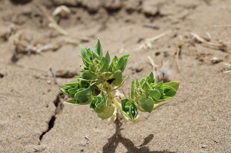 Euphorbia densa photo 8