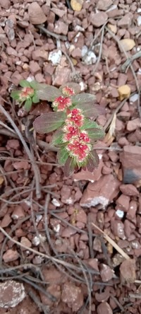 Euphorbia densiflora