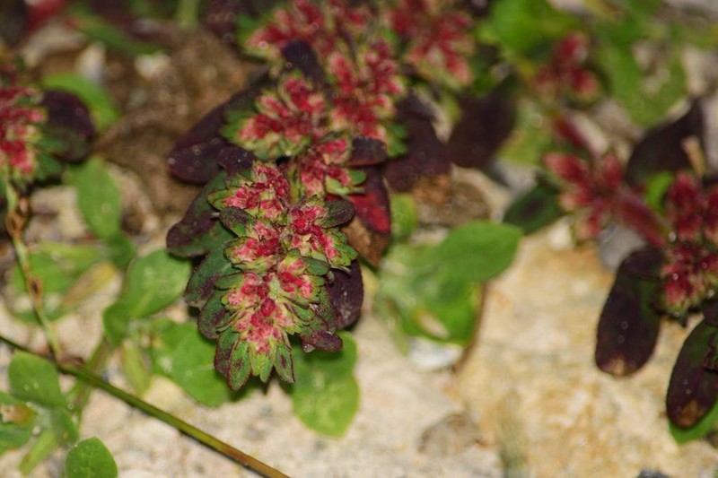 Euphorbia densiflora photo 2