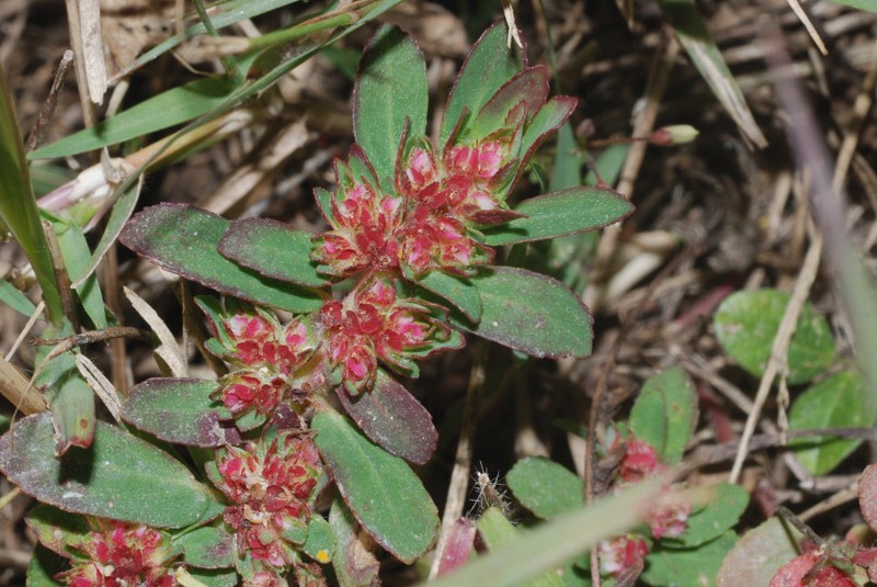 Euphorbia densiflora photo 3