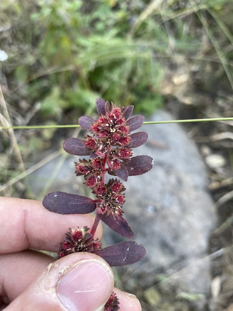 Euphorbia densiflora photo 4