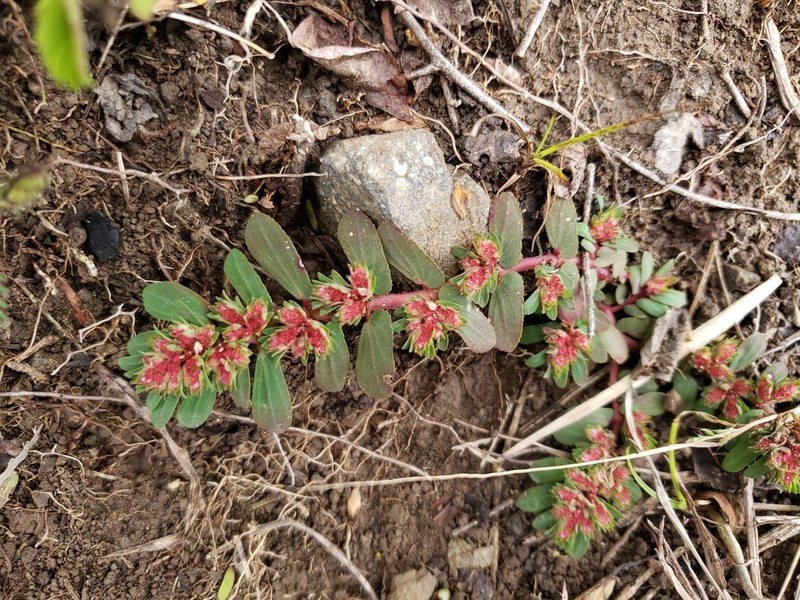 Euphorbia densiflora photo 5