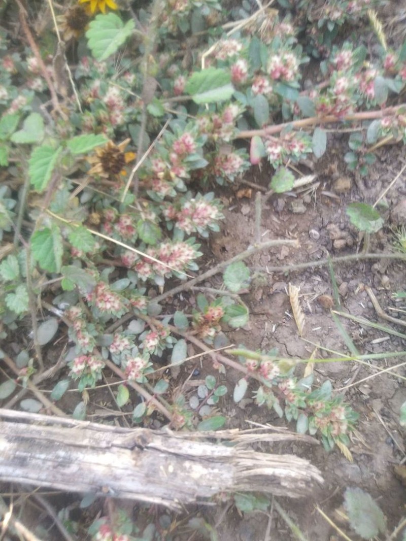 Euphorbia densiflora photo 6