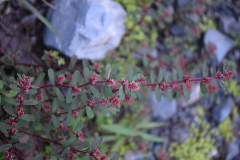 Euphorbia densiflora photo 7