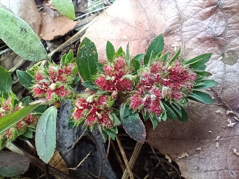 Euphorbia densiflora photo 8