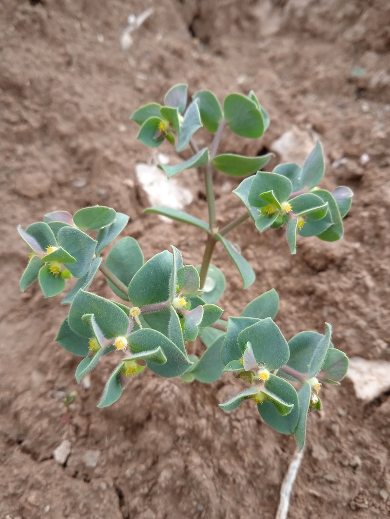 Euphorbia densiuscula photo 2
