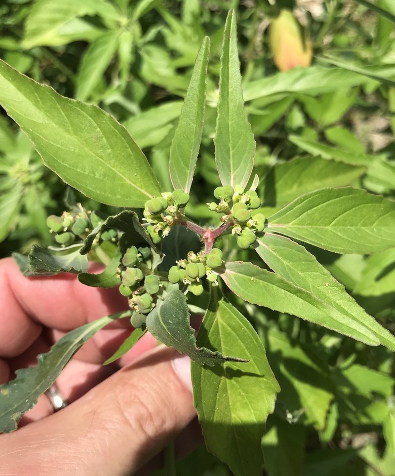 Toothed Spurge