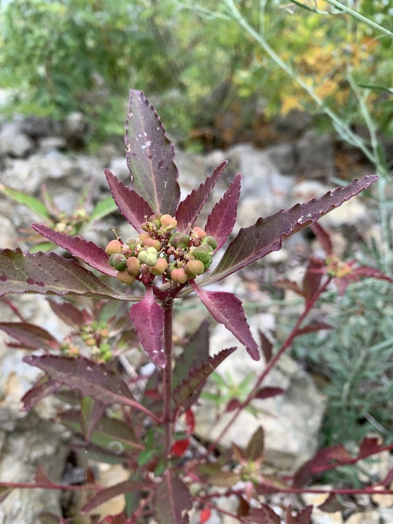 Toothed Spurge photo 2