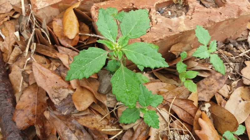 Toothed Spurge photo 3