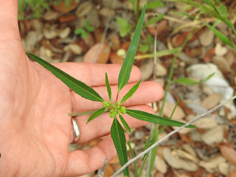 Toothed Spurge photo 4