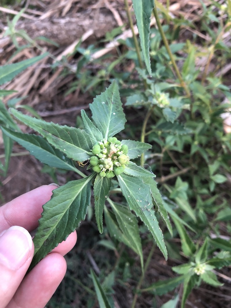 Toothed Spurge photo 5