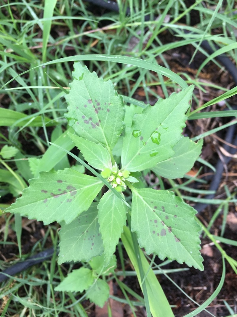 Toothed Spurge photo 6