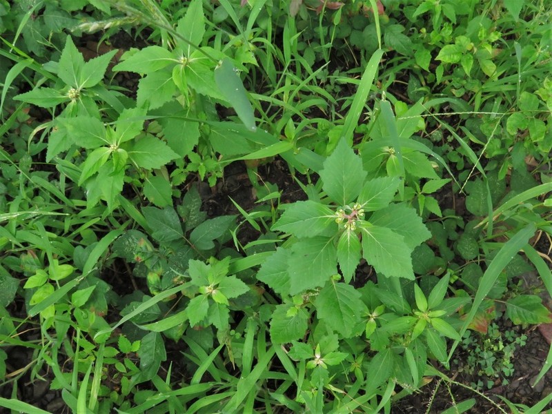 Toothed Spurge photo 7