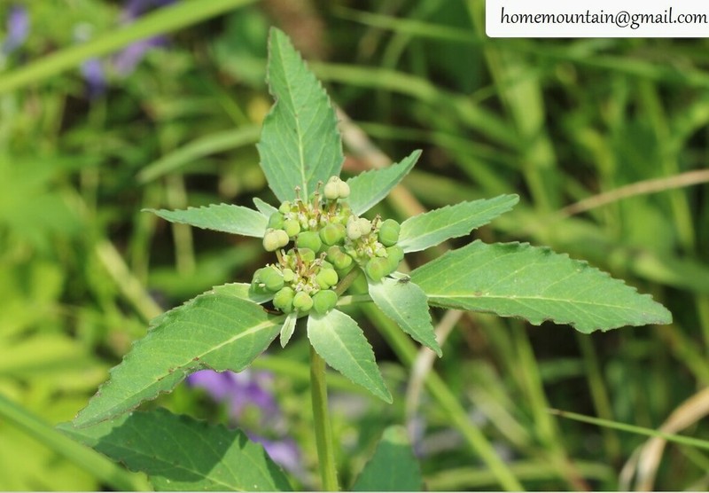 Toothed Spurge photo 8
