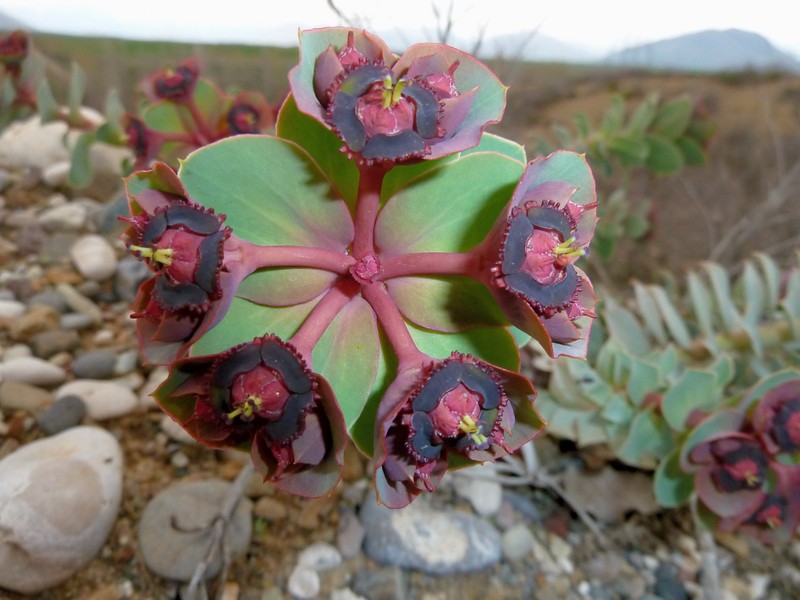 Euphorbia denticulata photo 2