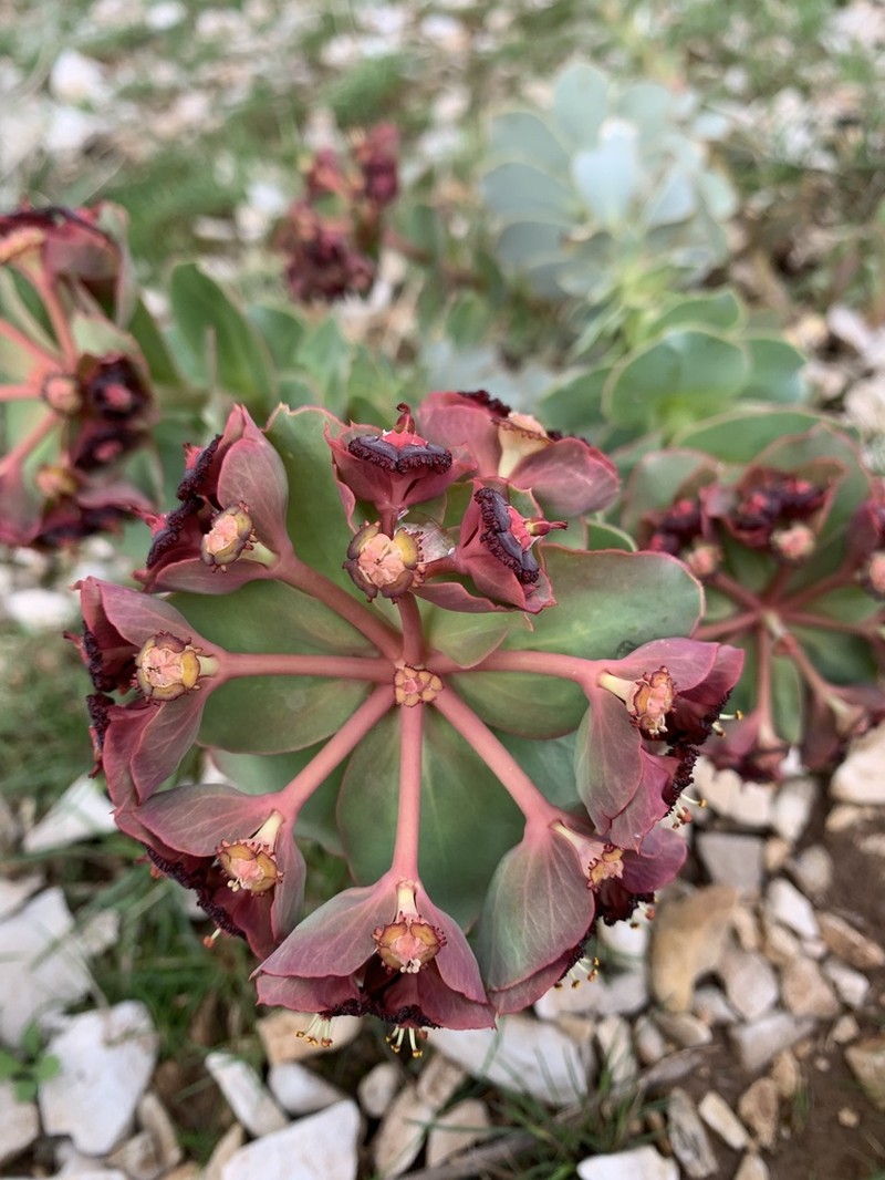 Euphorbia denticulata photo 3