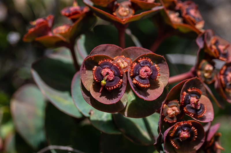 Euphorbia denticulata photo 4