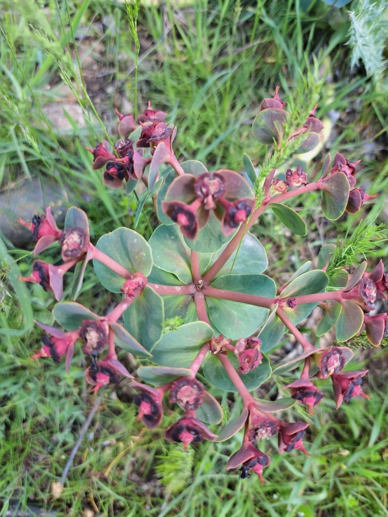 Euphorbia denticulata photo 5