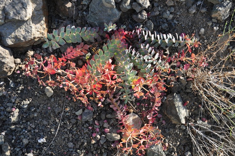 Euphorbia denticulata photo 6
