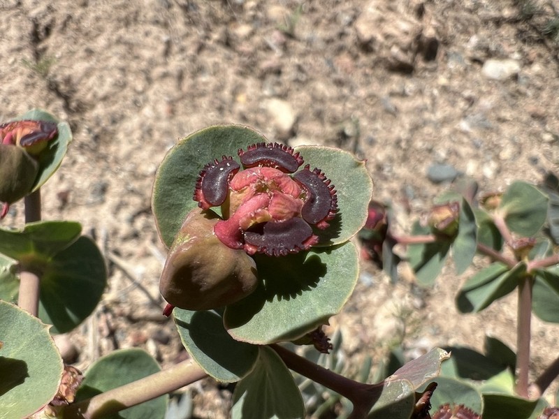 Euphorbia denticulata photo 7