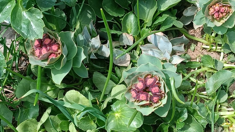 Euphorbia denticulata photo 8