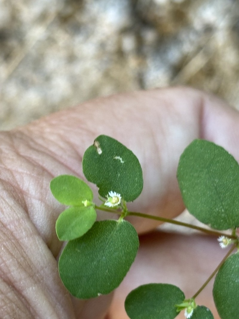 Euphorbia dentosa photo 2