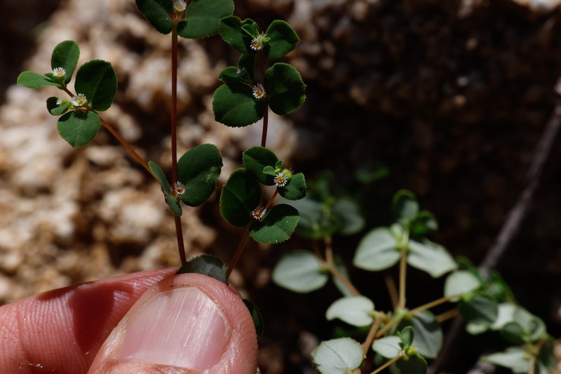 Euphorbia dentosa photo 3