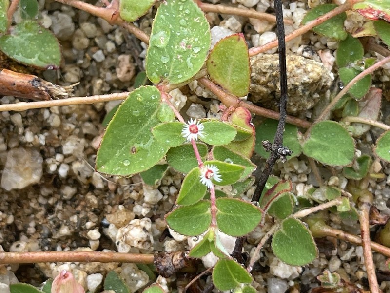 Euphorbia dentosa photo 4
