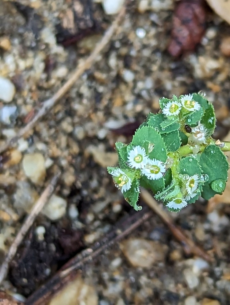 Euphorbia dentosa photo 5