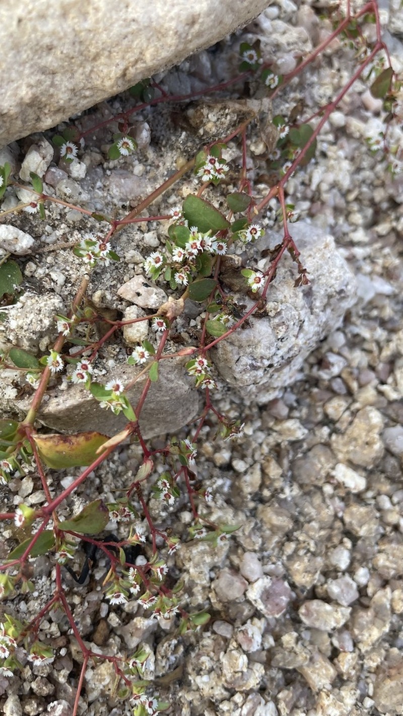 Euphorbia dentosa photo 6