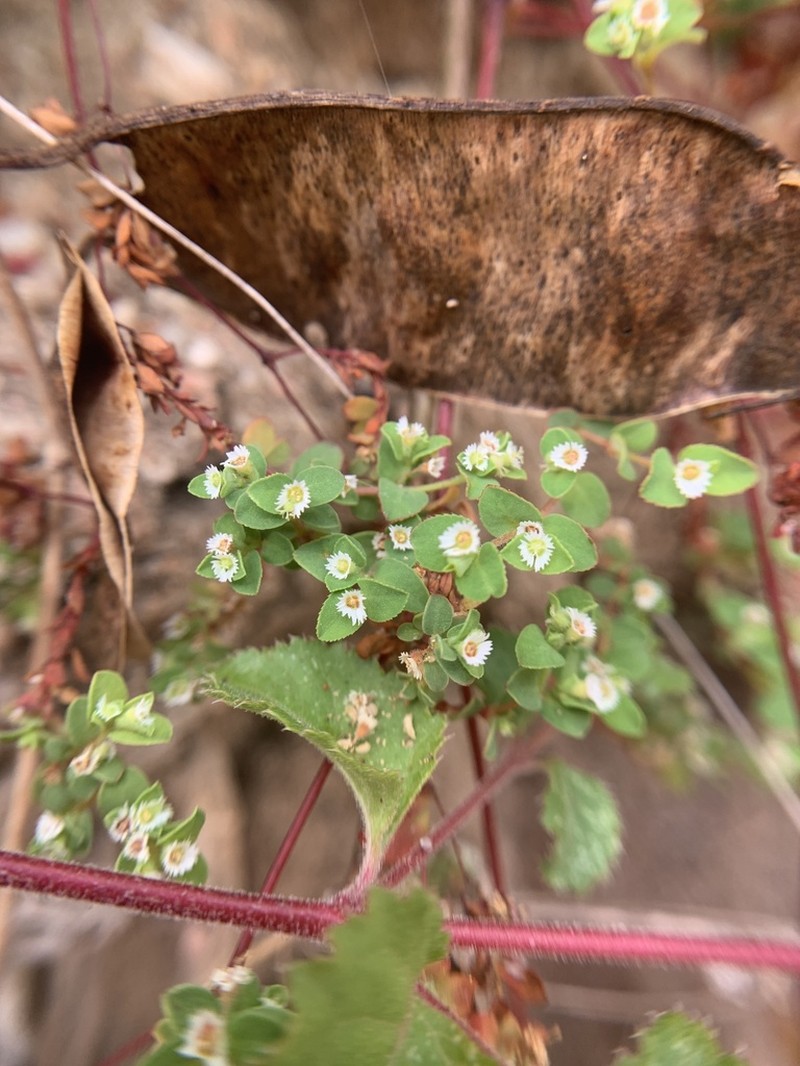 Euphorbia dentosa photo 7