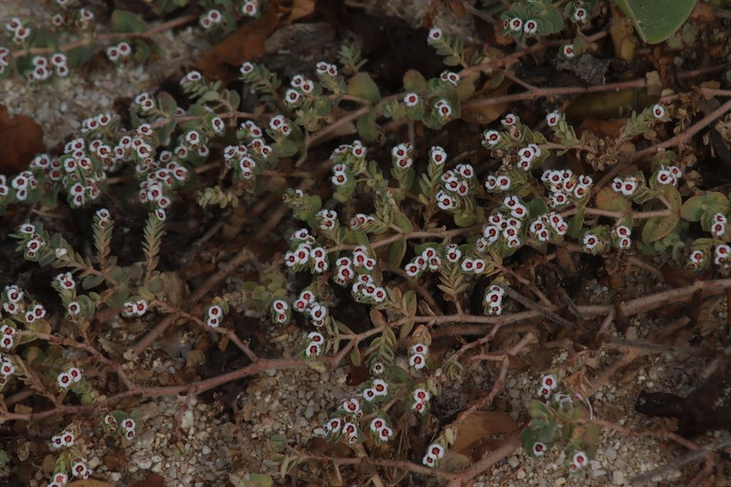 Euphorbia dentosa photo 8