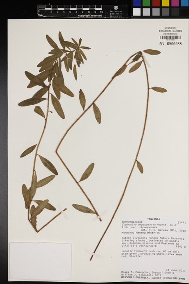 Euphorbia depauperata