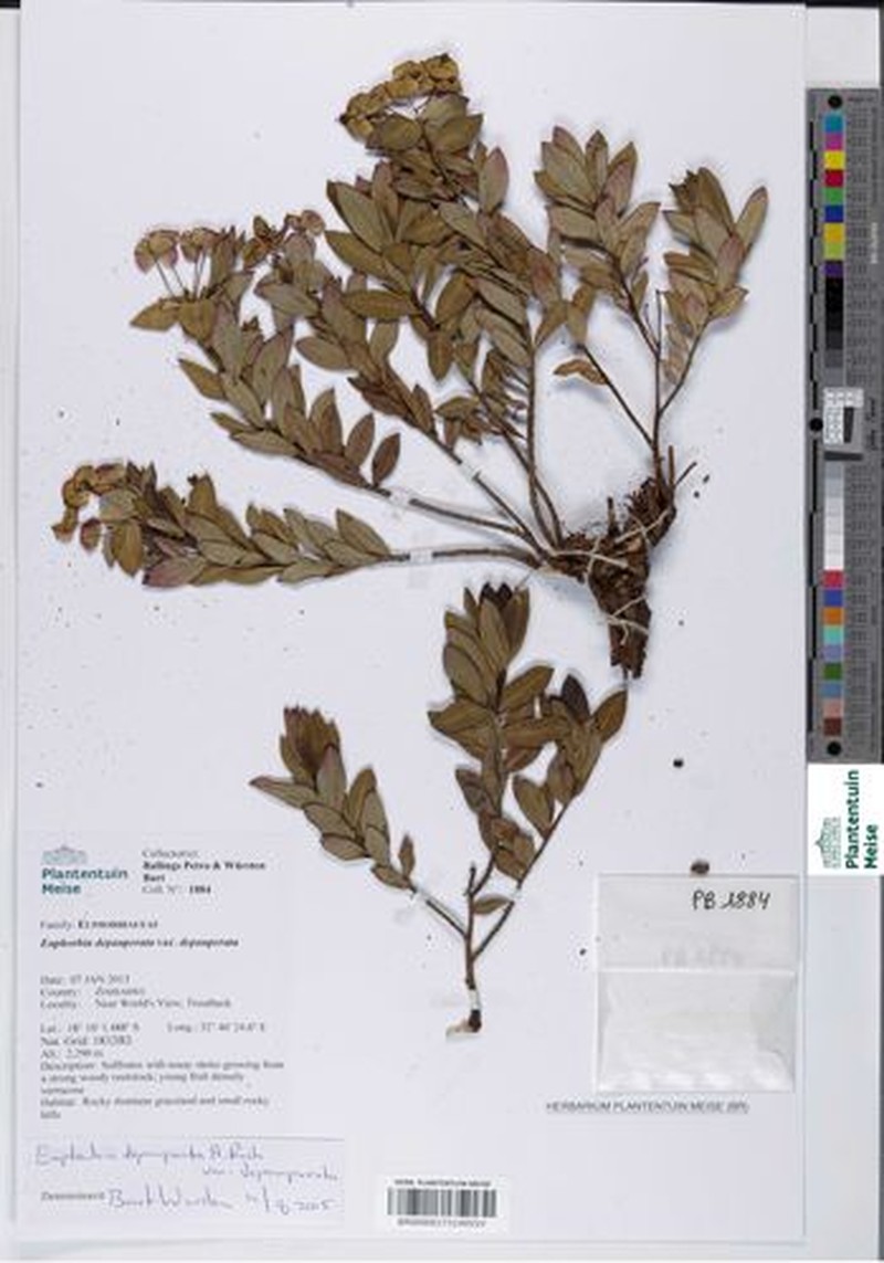 Euphorbia depauperata var. depauperata photo 3
